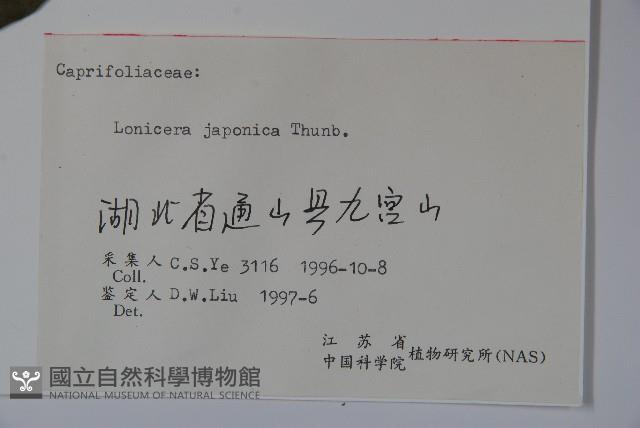 忍冬、金銀花藏品圖，第2張