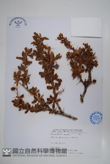 玉山小蘗藏品圖，第1張