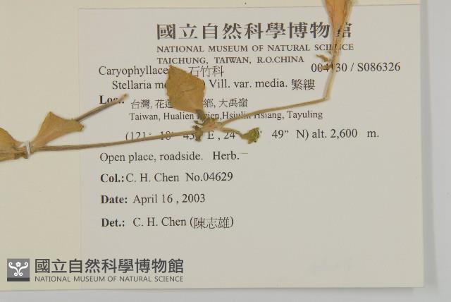 繁縷藏品圖，第2張