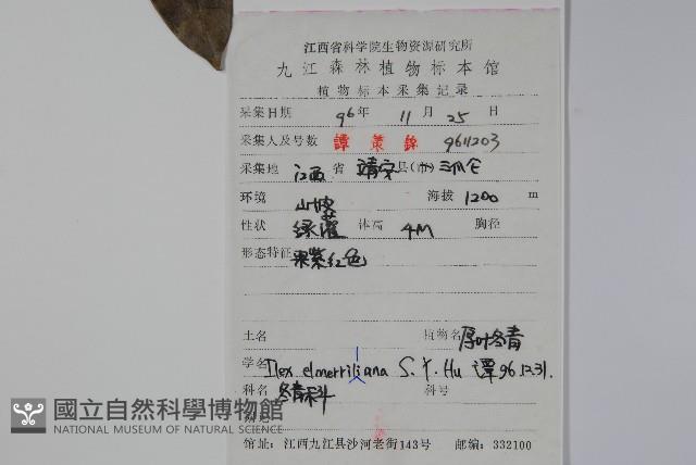 厚葉冬青藏品圖，第2張