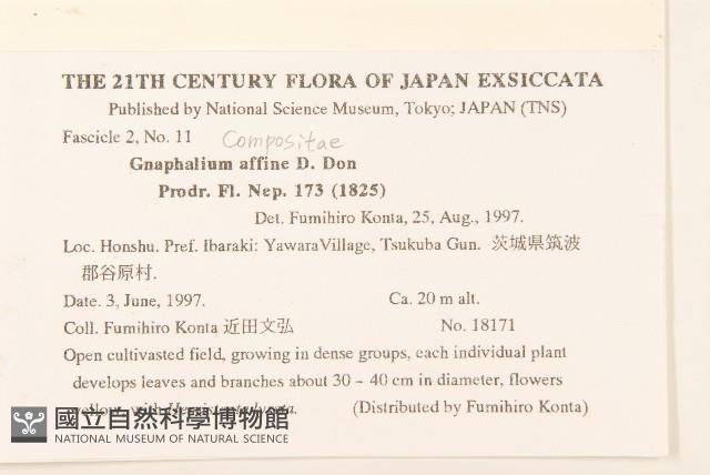 鼠麴草藏品圖，第2張