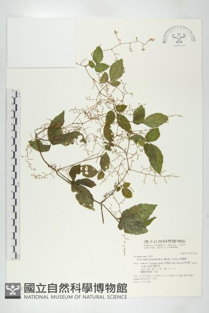 絞股藍藏品圖，第1張