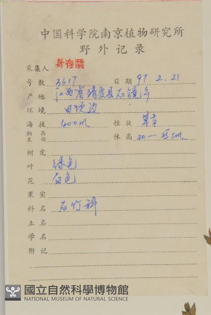 雀舌草藏品圖，第2張