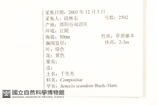 蔓黃菀藏品圖，第2張