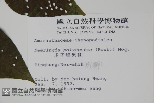 多子漿果莧藏品圖，第2張