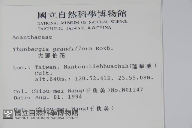 大鄧伯花藏品圖，第2張