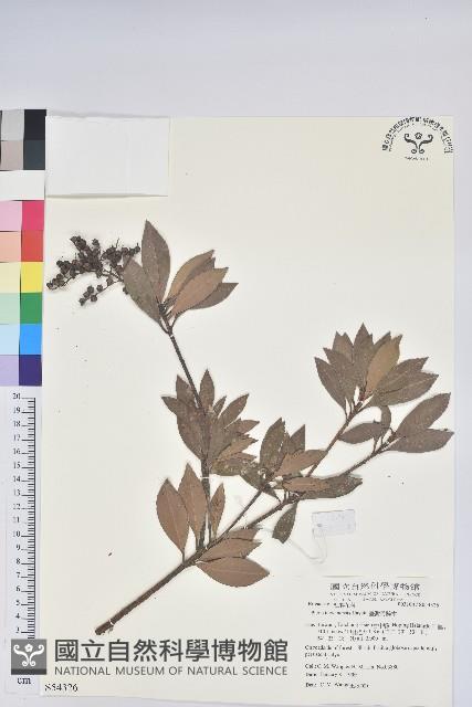 臺灣馬醉木藏品圖，第1張