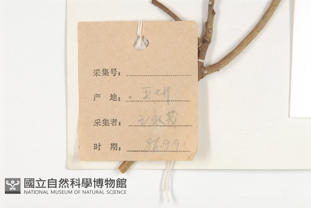 西藏青莢葉藏品圖，第2張