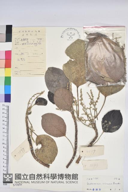 朴樹藏品圖，第1張