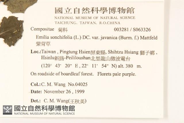 紫背草藏品圖，第2張