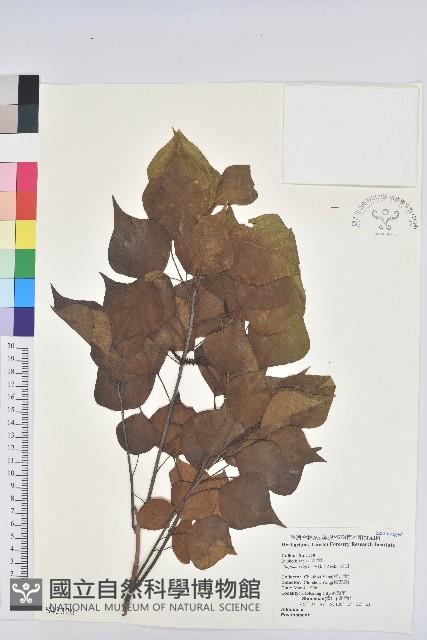 烏臼藏品圖，第1張