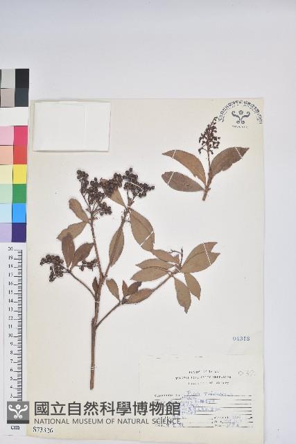 臺灣馬醉木藏品圖，第1張