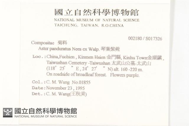 琴葉紫菀藏品圖，第2張