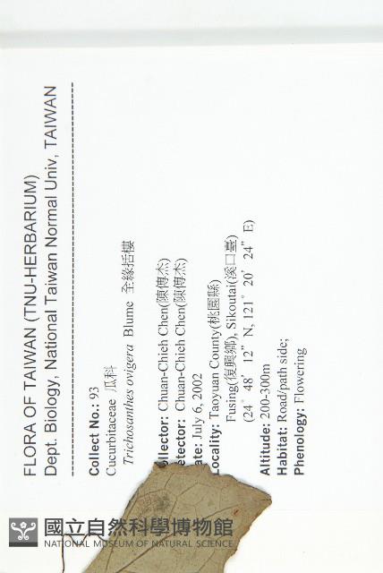 槭葉括摟藏品圖，第2張