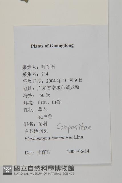 白花地膽草藏品圖，第2張