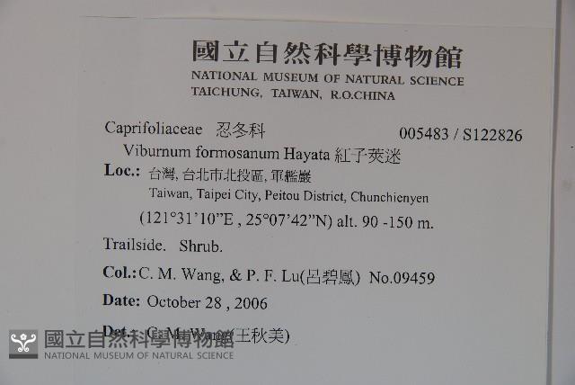 紅子莢迷藏品圖，第2張