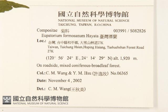 臺灣澤蘭藏品圖，第2張