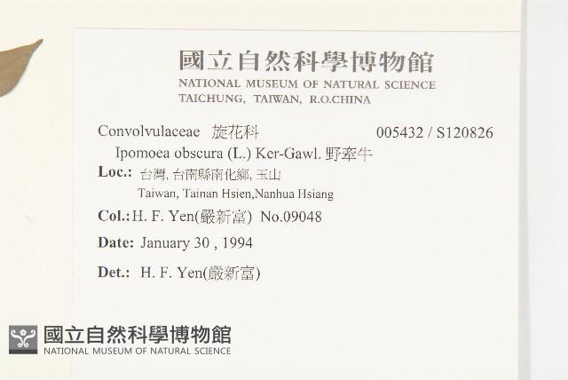 野牽牛藏品圖，第2張