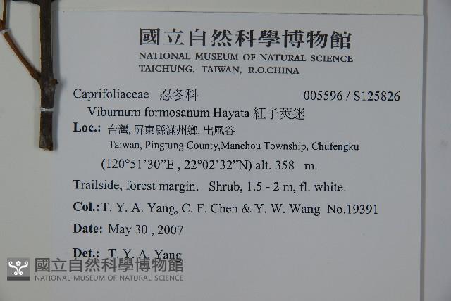 紅子莢迷藏品圖，第2張