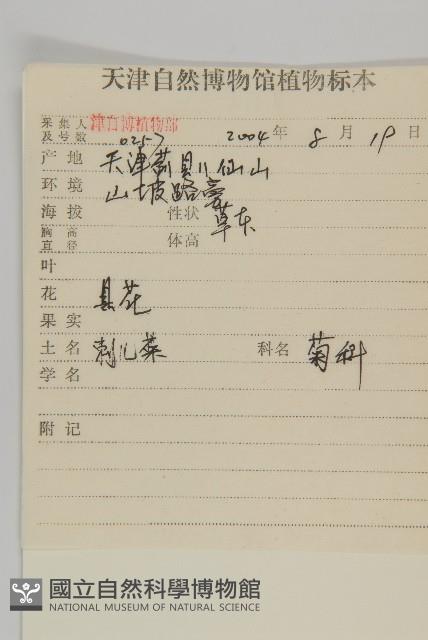 大刺兒菜藏品圖，第2張