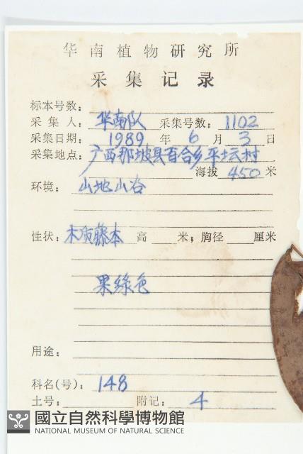 微凹牛果藤藏品圖，第2張