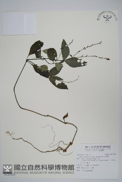 針刺草藏品圖，第1張