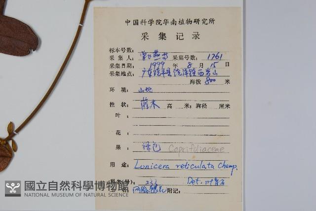 皺葉忍冬藏品圖，第2張