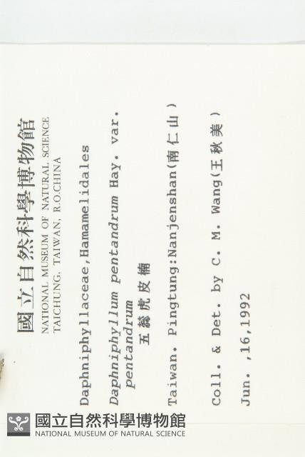 五蕊虎皮楠藏品圖，第2張