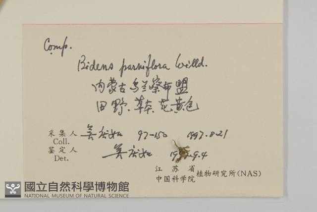 小花鬼針草藏品圖，第2張