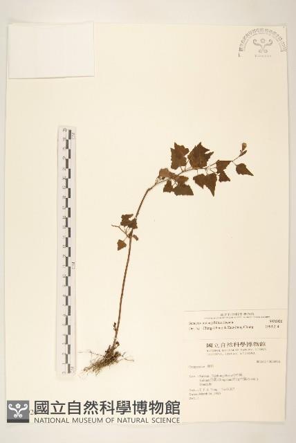 小蔓黃苑藏品圖，第1張