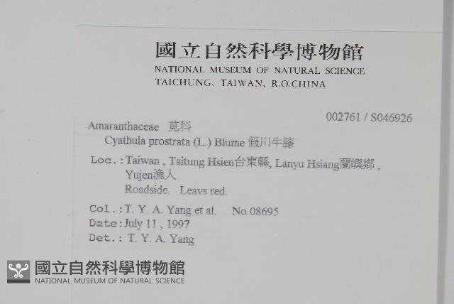 假川牛膝藏品圖，第2張