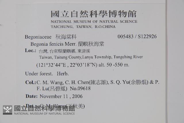 蘭嶼秋海棠藏品圖，第2張