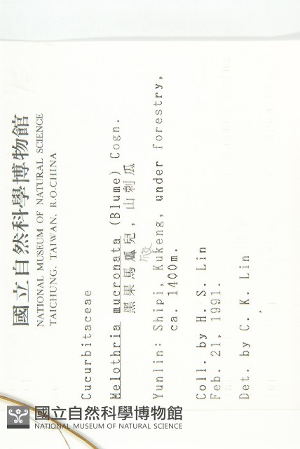 黑果馬交兒藏品圖，第2張