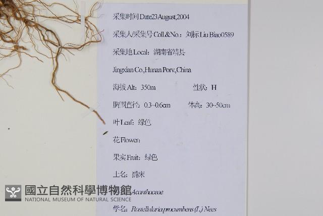 爵床、六角英藏品圖，第2張