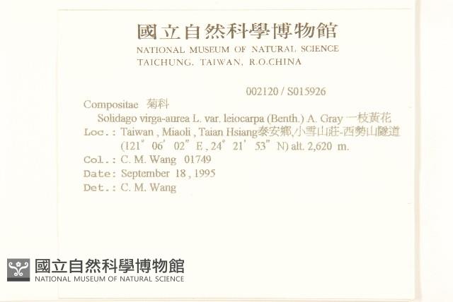 一枝黃花藏品圖，第2張