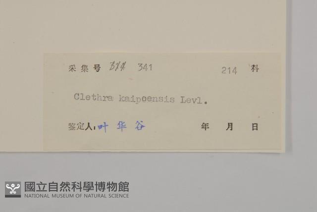 大葉山柳藏品圖，第2張