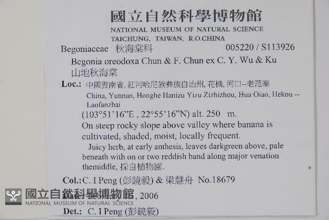 山地秋海棠藏品圖，第2張