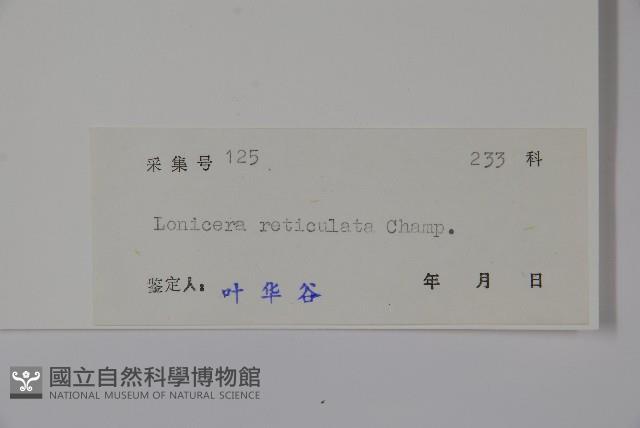 皺葉忍冬藏品圖，第2張