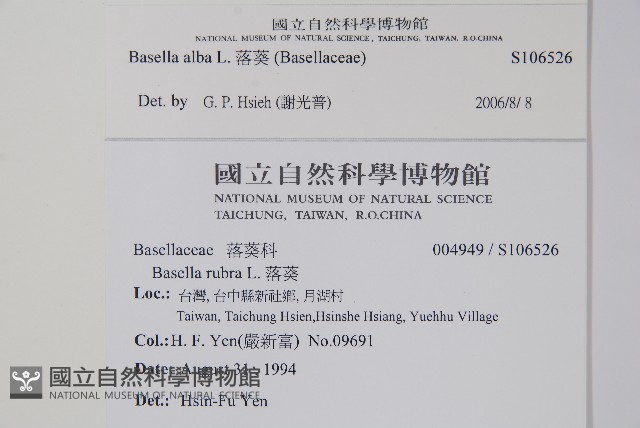 落葵藏品圖，第2張