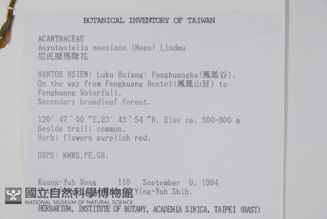 尼氏擬馬偕花藏品圖，第2張