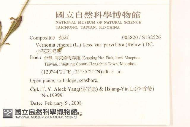 小花斑鳩菊藏品圖，第2張