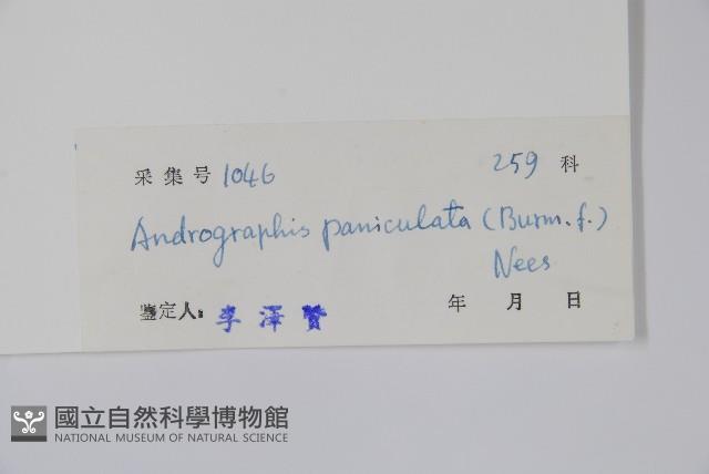 穿心蓮藏品圖，第2張