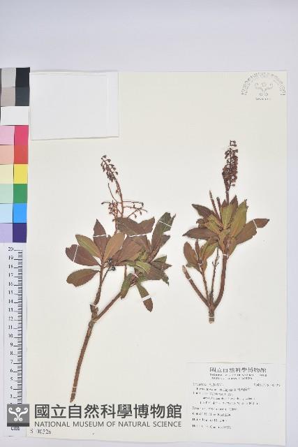 臺灣馬醉木藏品圖，第1張