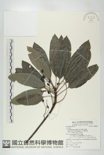 奧氏虎皮楠藏品圖，第1張