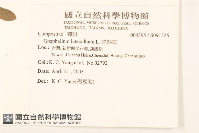 絲綿草藏品圖，第2張