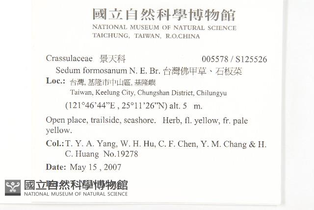 台灣佛甲草、石板菜藏品圖，第2張