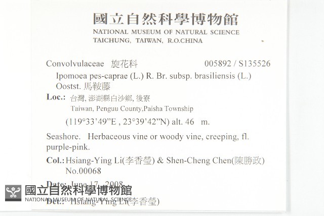 馬鞍藤藏品圖，第2張