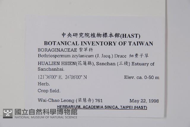 細纍子草藏品圖，第2張