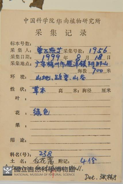 角菜、珍珠菜藏品圖，第2張