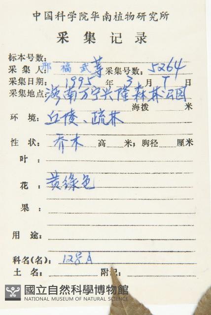 顯脈杜英藏品圖，第2張